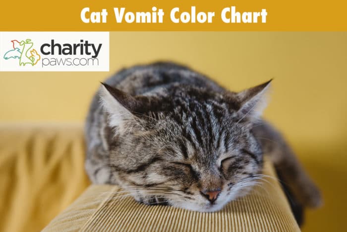 Cat Vomit Color Chart What Does Your Cat S Vomit Color Mean