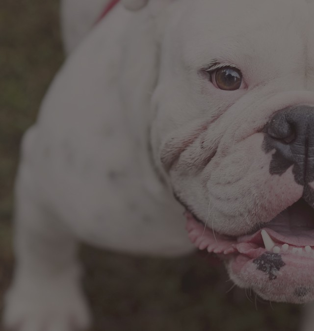 How Rescues Are Failing Our Homeless Animals & Supporting Breeders