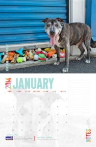 Animal Rescue Fundraiser - Photo Calendar
