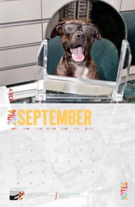 Animal Shelter Calendar Fundraiser