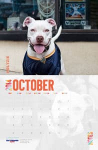 Photo Calendar Fundraiser For Animal Rescues