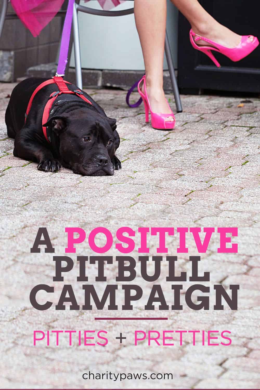 Pitbull Awareness Campaign
