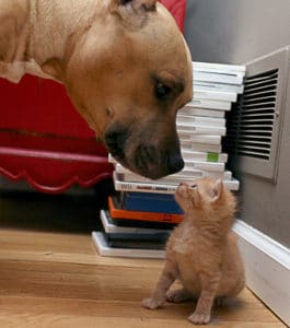 Pit bull with Foster Kitten