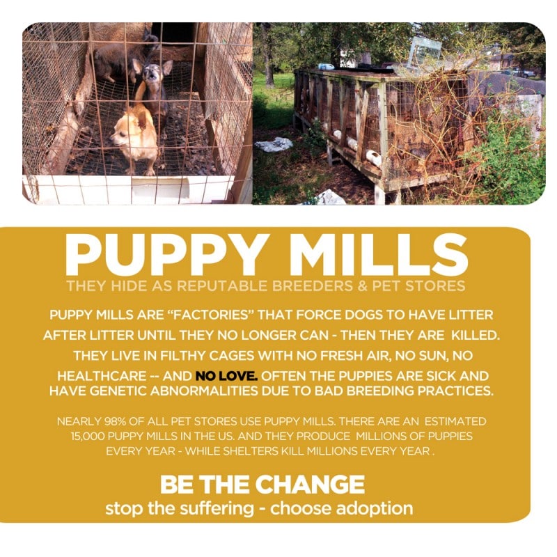 The Real Cost Of Buying A Puppy Stop The Puppy Mills!