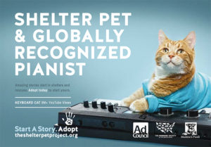 Cat Adoption Marketing