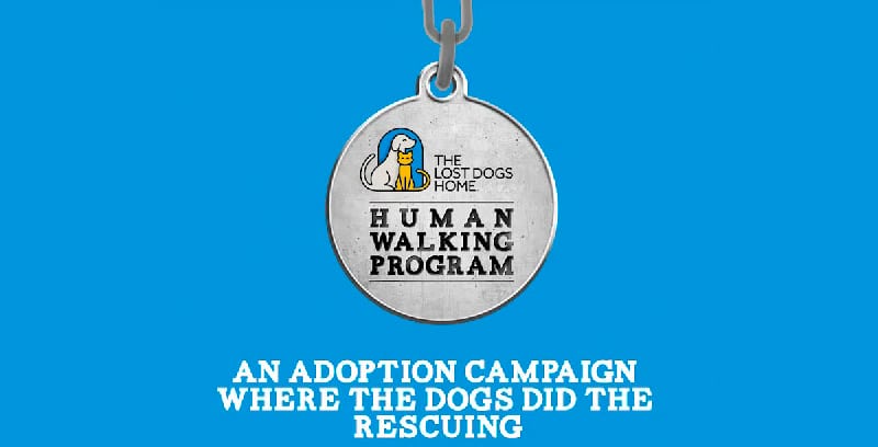 Lost Dogs Human Walking Program