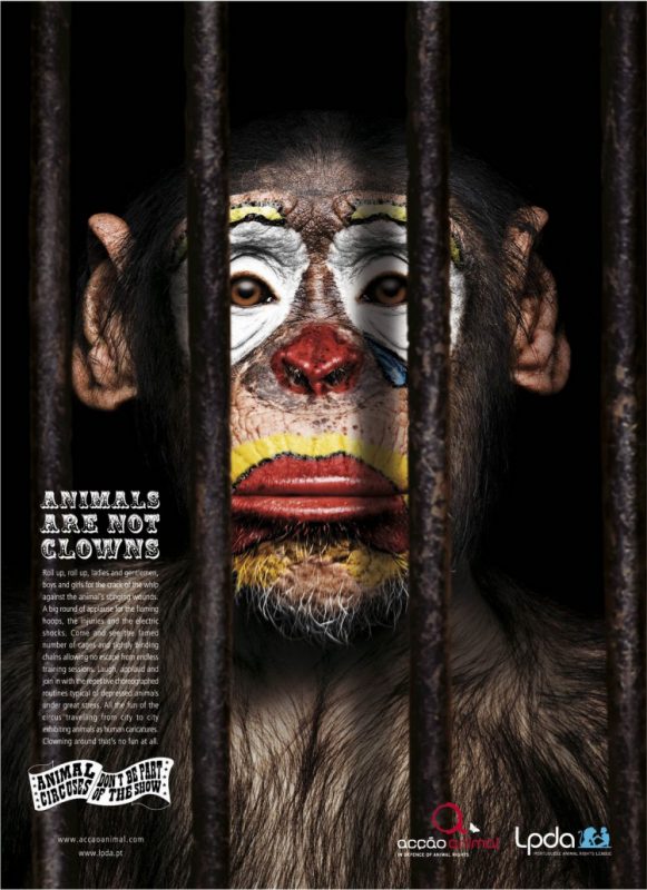 Monkeys Are Not Clowns - Stop Circus Abuse