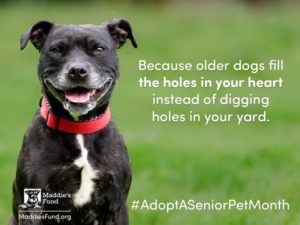 Senior Dog's Don't Dig Holes