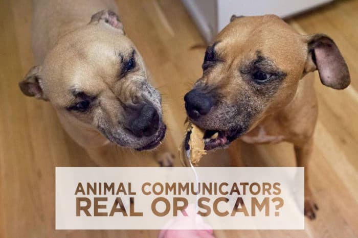 Can An Animal Communicator Really Talk To Pets After Death?