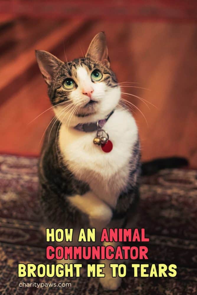 Can An Animal Communicator Really Talk To Pets After Death?