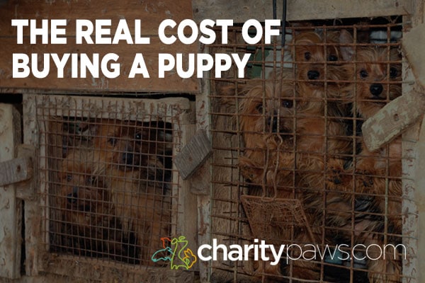 Cost of Buying Puppies