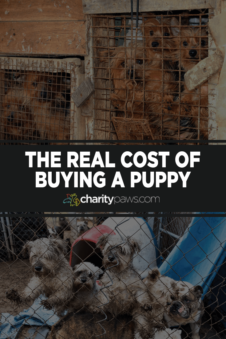 The Real Cost of Buying A Puppy