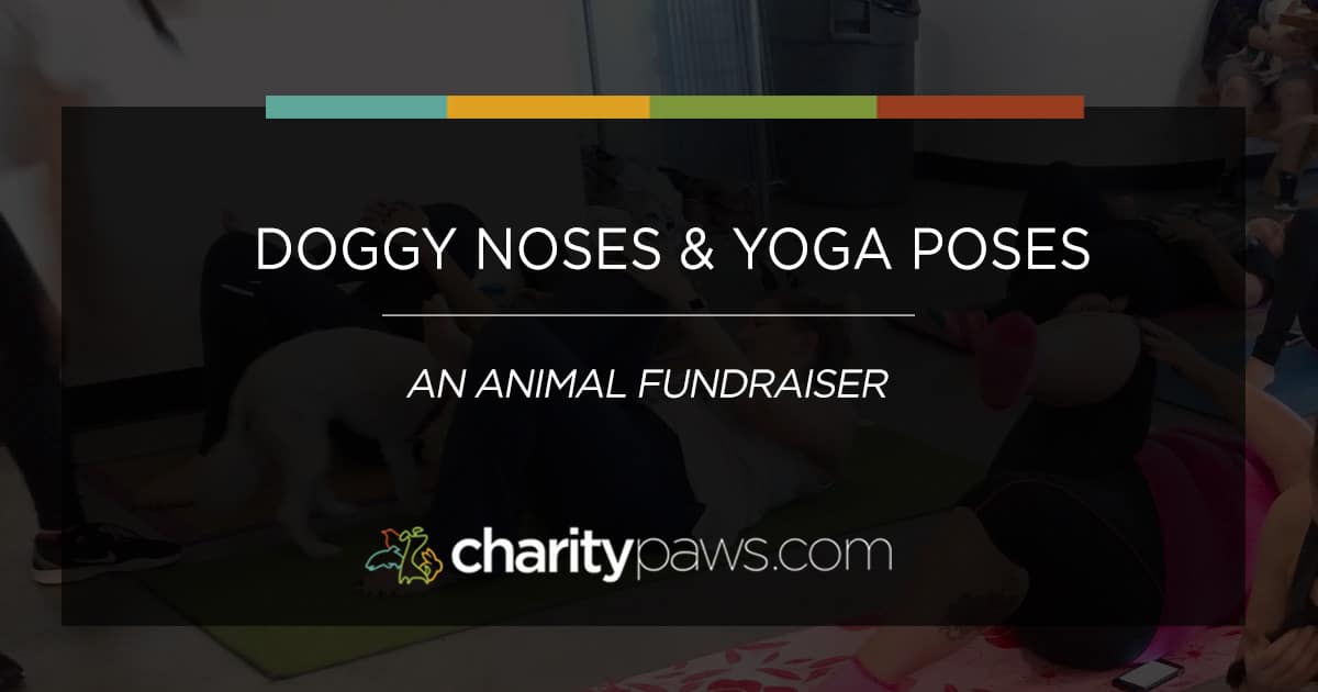 Yoga Animal Fundraiser