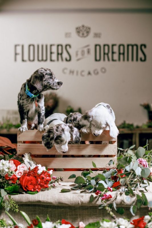 Flowers For Dreams - Rescue Fundraiser