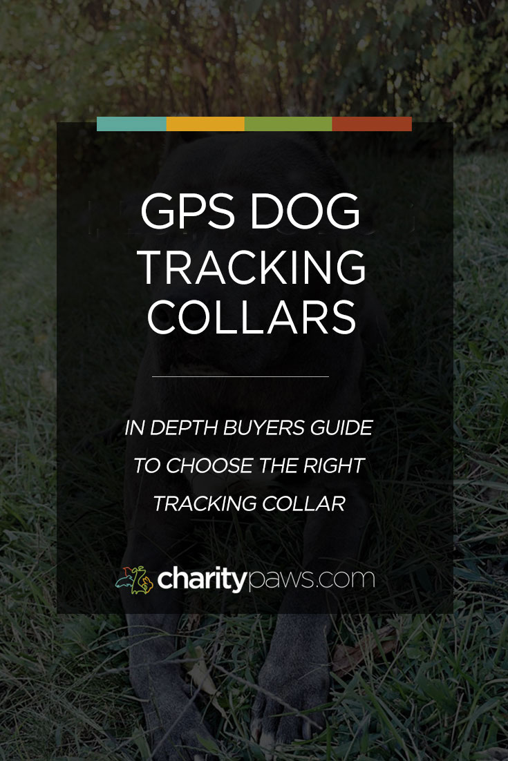 GPS Dog Tracking Collar Buyers Guide