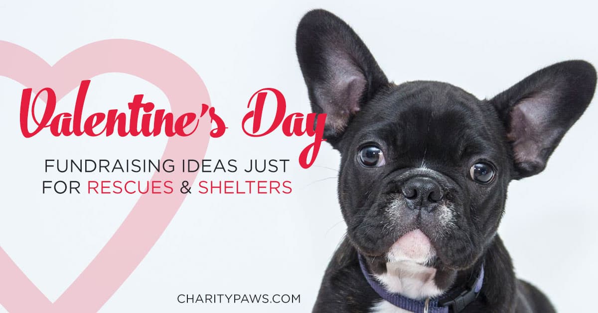 valentines fundraisers for animal rescues