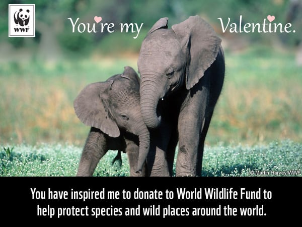 Valentine fundraiser for animals from WWF