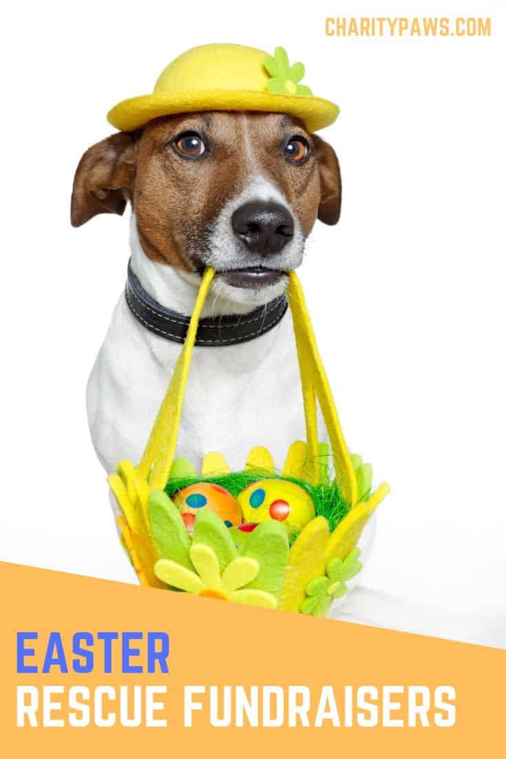 Creative Easter fundraisers for animal rescues and shelters.