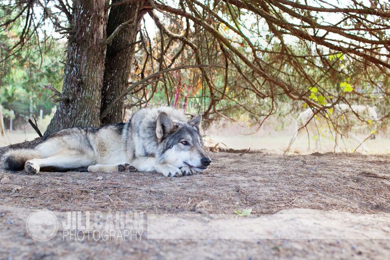 Wolf Dogs at Howling Woods