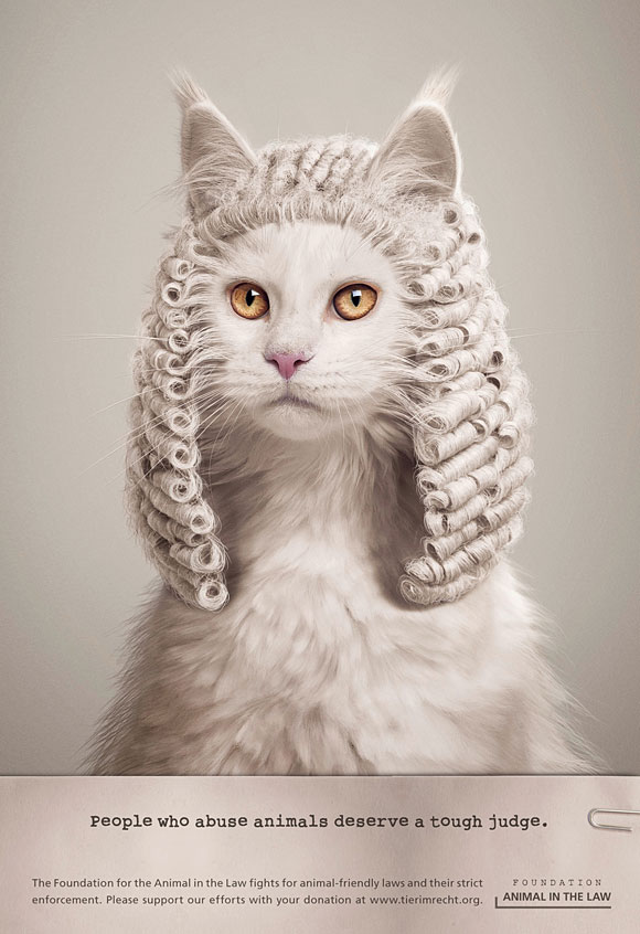 Animal Abuse Judge - Cat