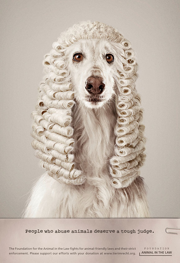 Animal Abuse Judge - Dog