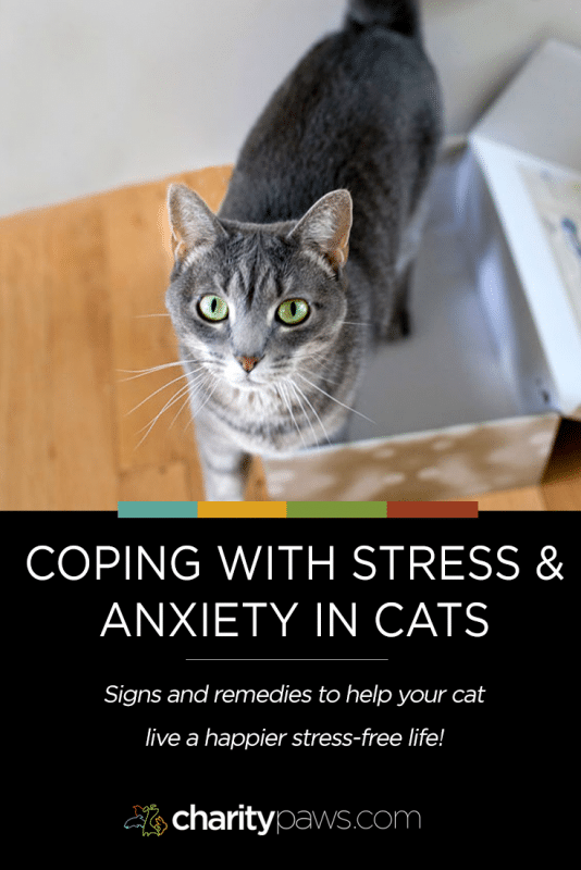 Cat Stress and Anxiety