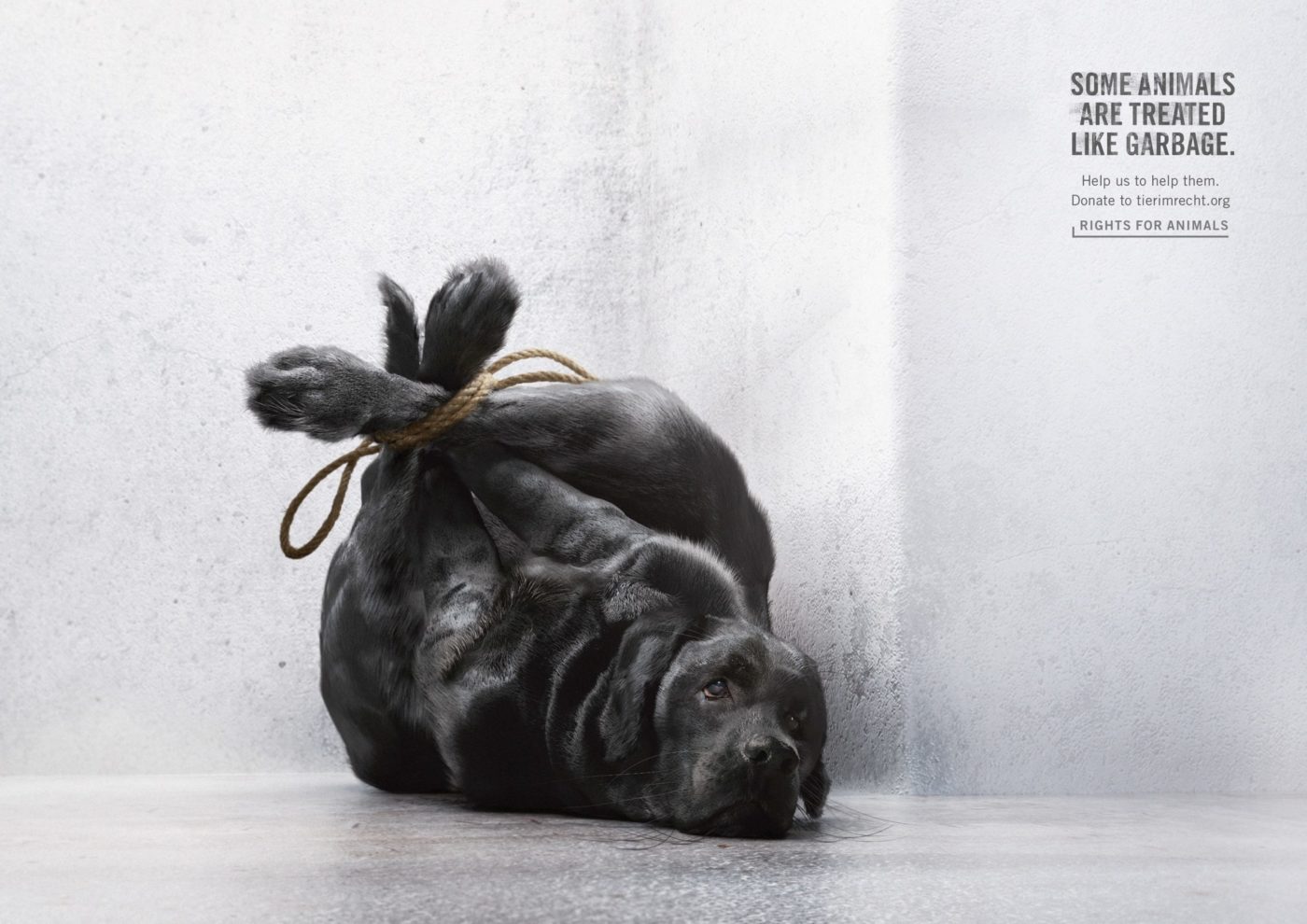 Emotionally Charged Animal Abuse Campaigns