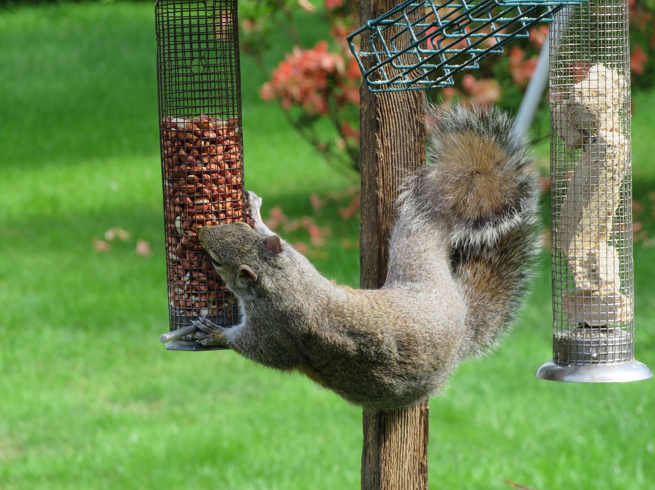 Squirrel Proofing Your Bird Feeders