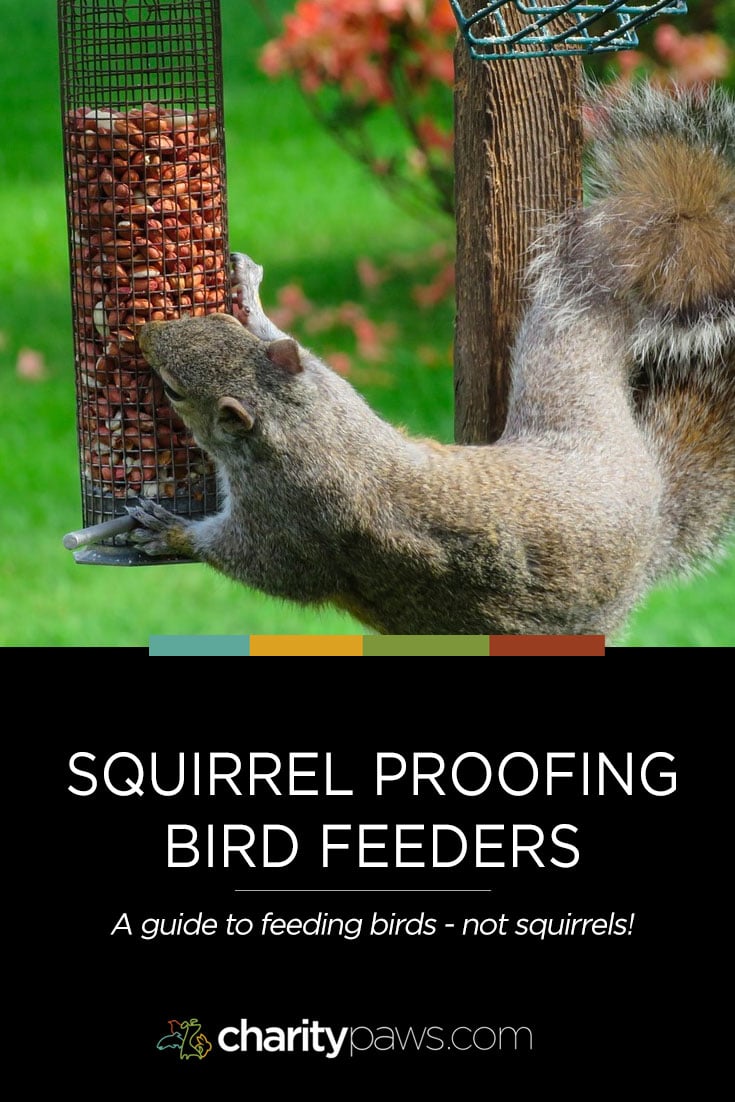 The ultimate guide to keeping squirrels away from your bird feeders and find the Best Squirrel Proof Feeders for your yard.