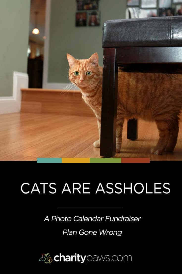 cats are jerks cat calendar