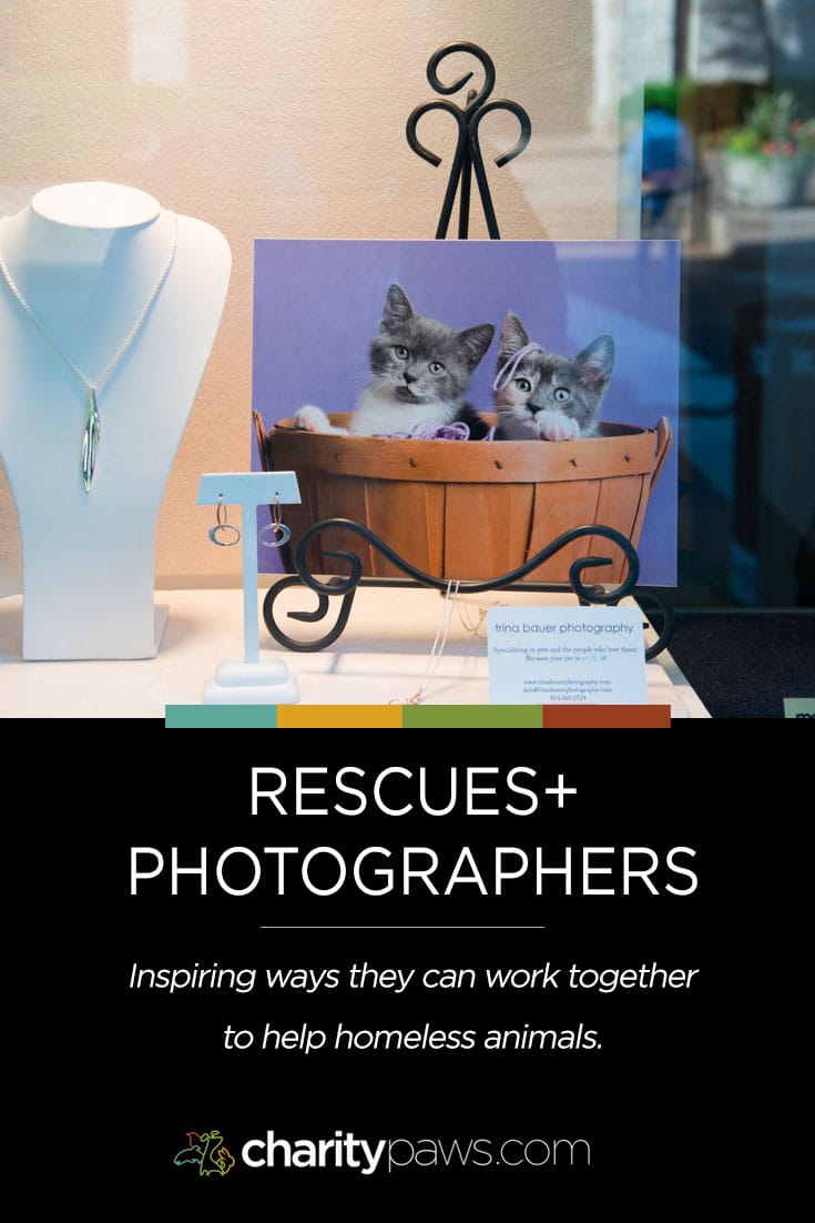 How animal rescues and photographers can work together