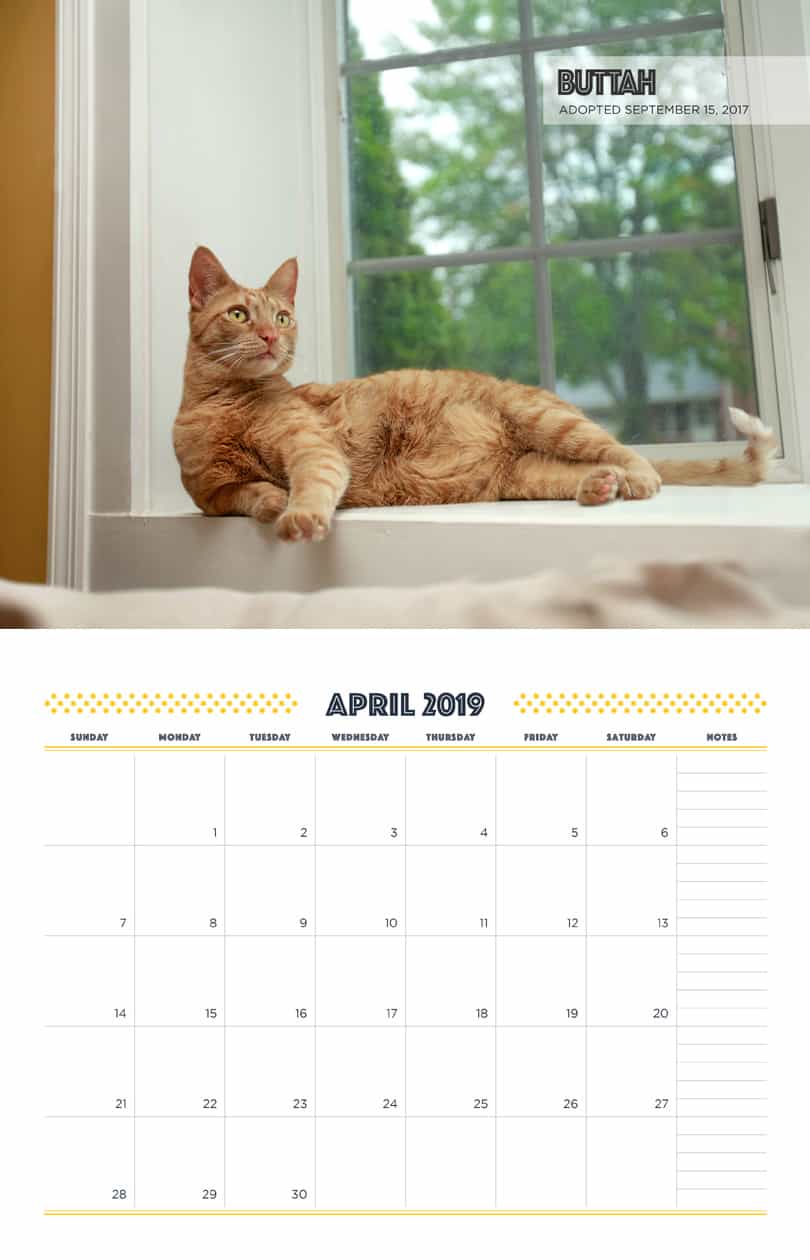 April - Cat Fundraising Calendar