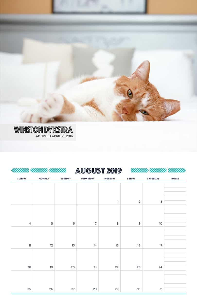 August - Cat Fundraising Calendar