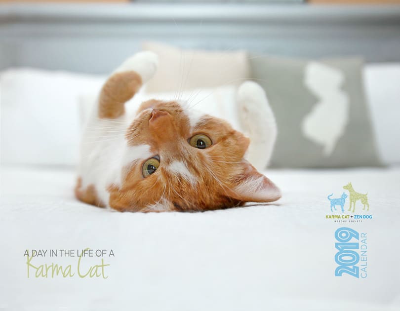 Cover - Cat Fundraising Calendar