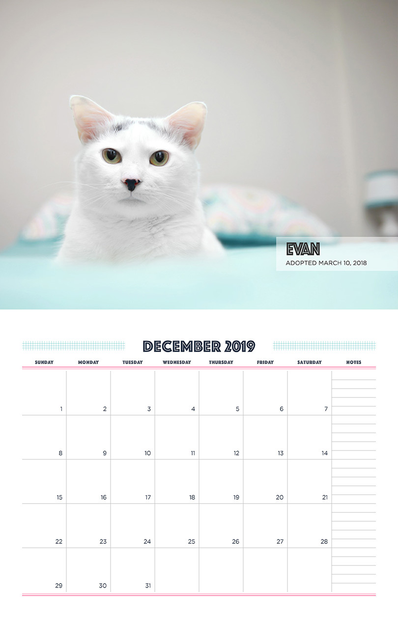 December - Cat Fundraising Calendar
