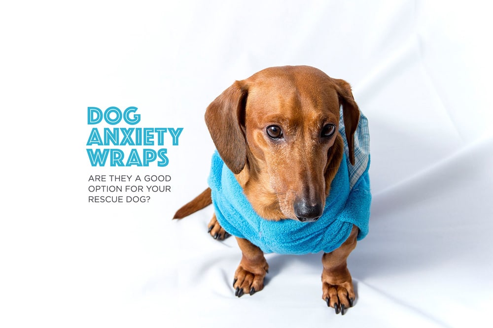 Dog Anxiety Wraps Can Help Rescue Dogs
