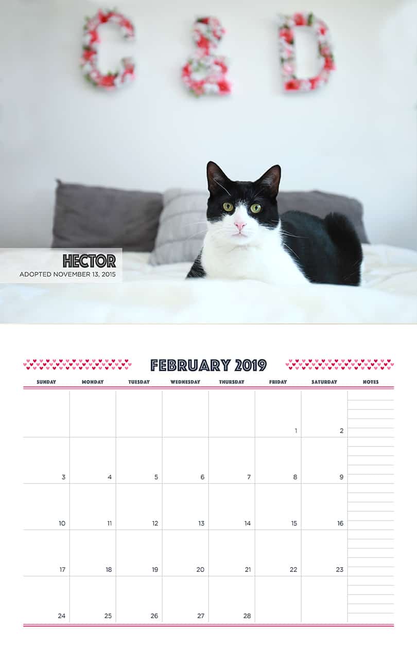 February - Cat Fundraising Calendar