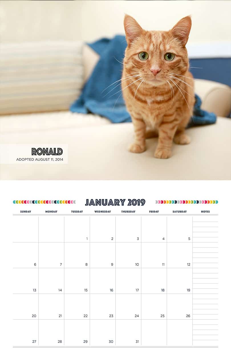 January - Cat Fundraising Calendar