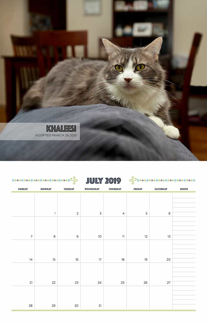 July - Cat Fundraising Calendar