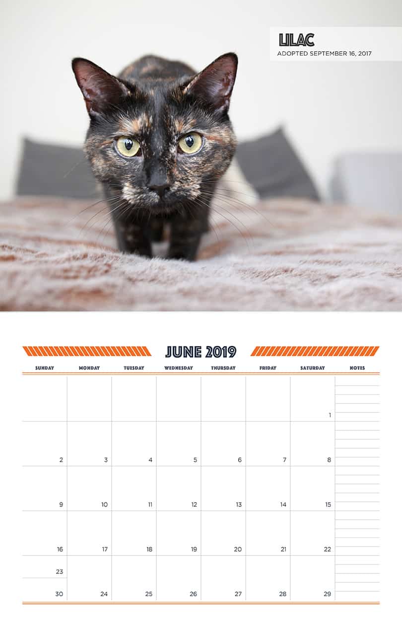 June - Cat Fundraising Calendar