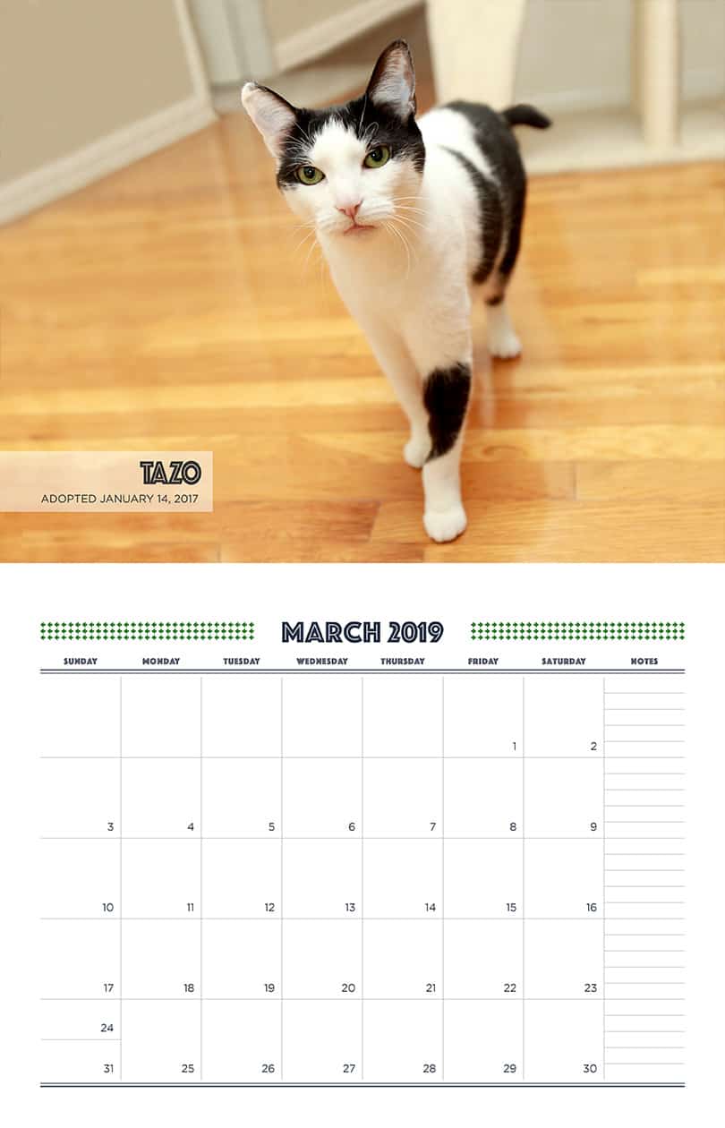 March - Cat Fundraising Calendar