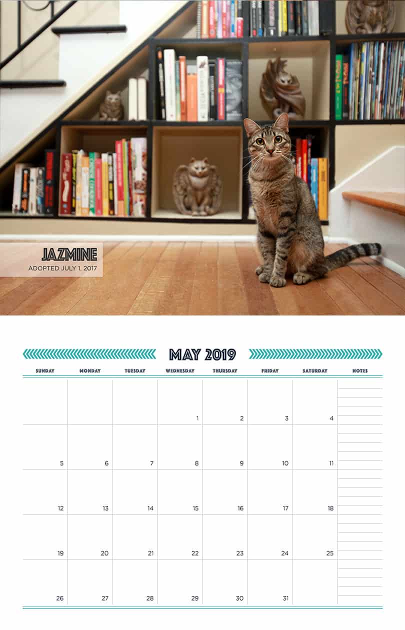 May - Cat Fundraising Calendar