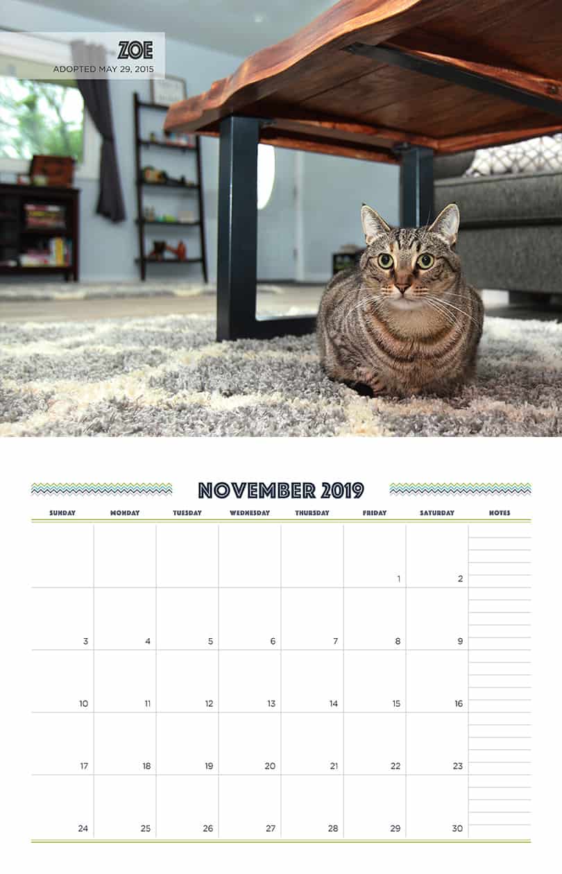November - Cat Fundraising Calendar