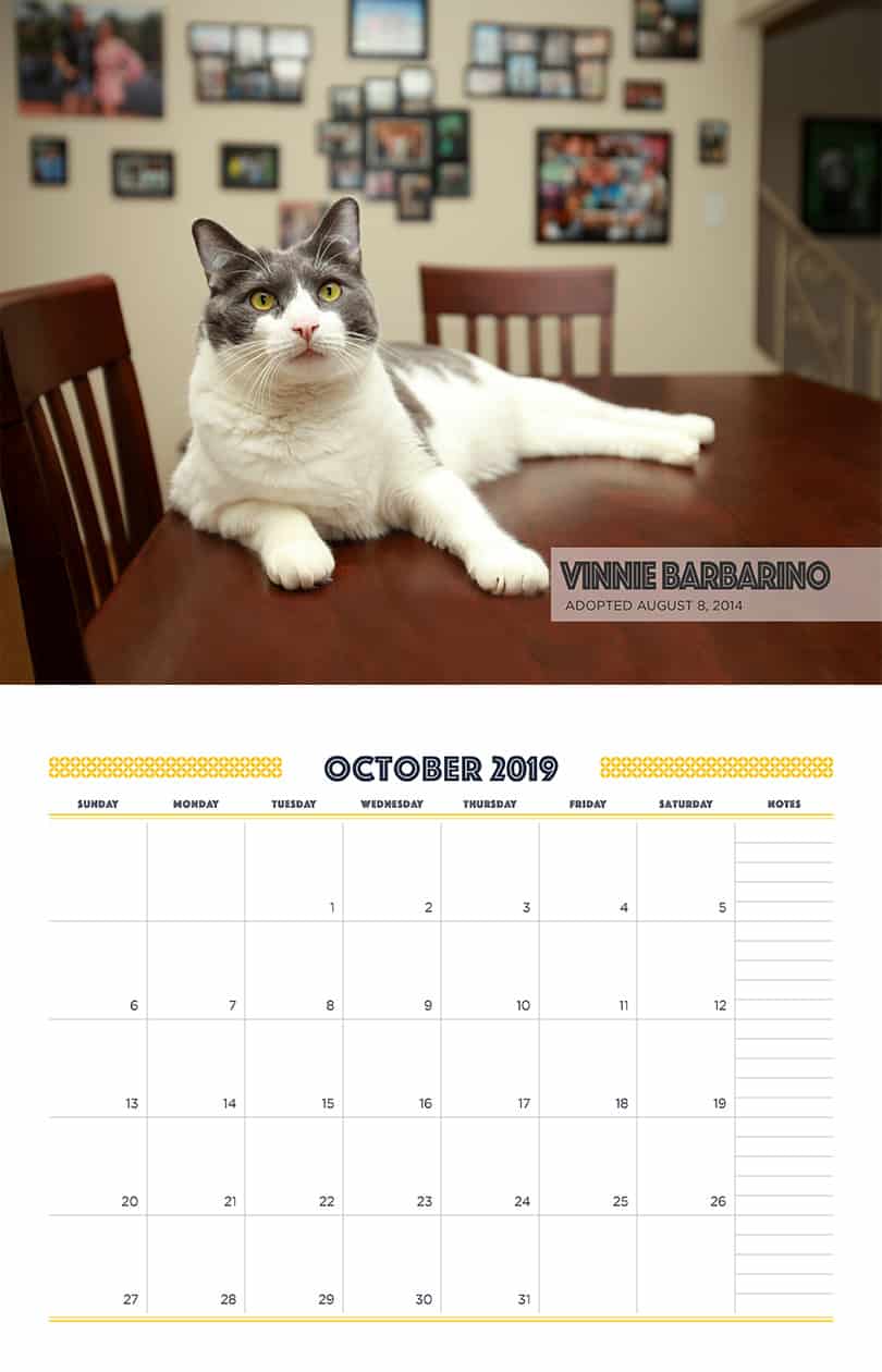 October - Cat Fundraising Calendar