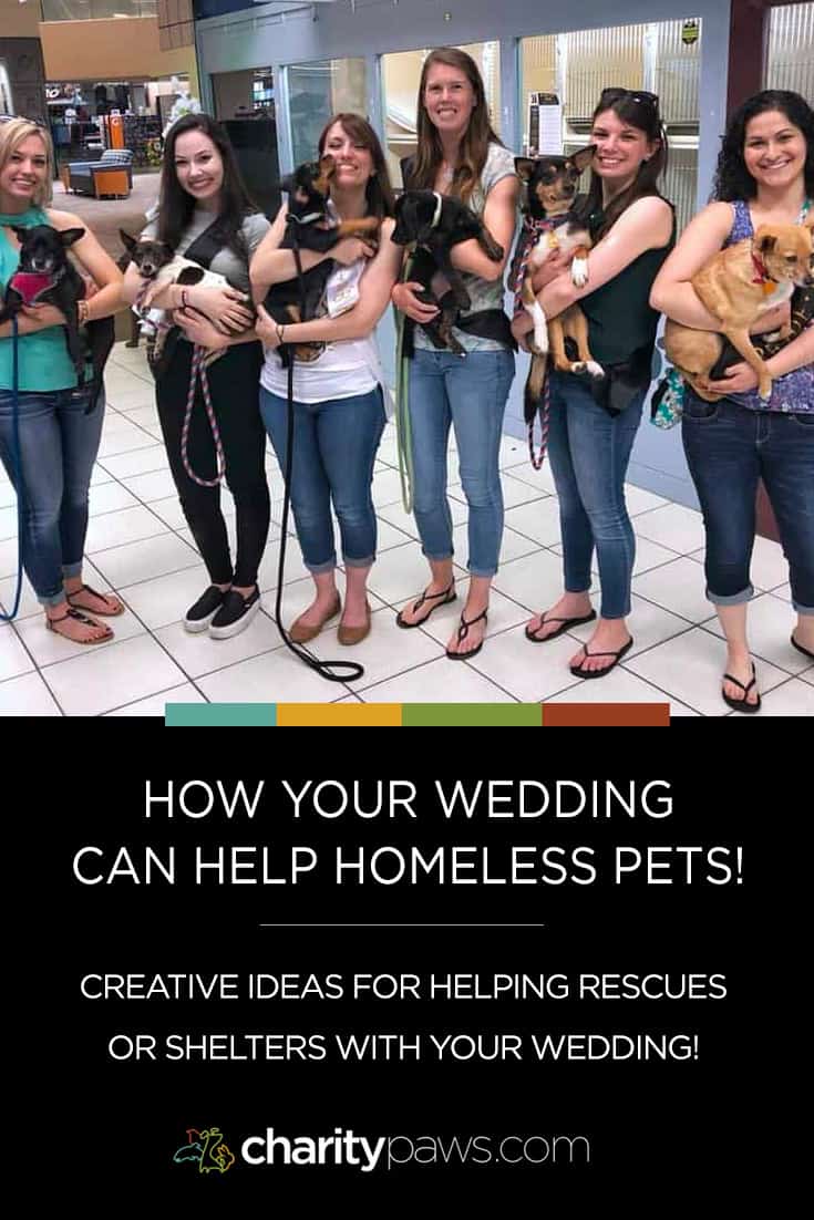 Getting Married? Love Animals? Check out some creative ways you can help homeless animals on your wedding day!