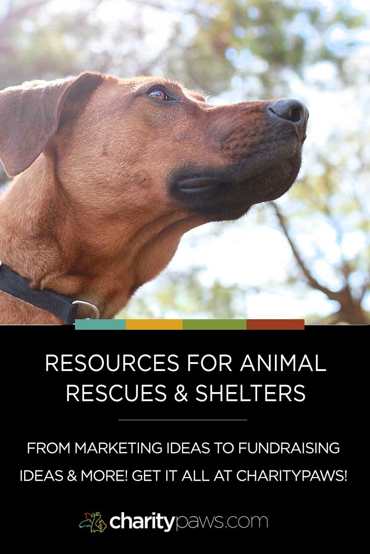 A comprehensive guide featuring grant opportunities, marketing ideas, event fundraising case studies and so much more just for animal rescues and shelters.