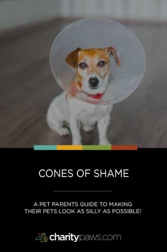 Cones of Shame for Cats and Dogs