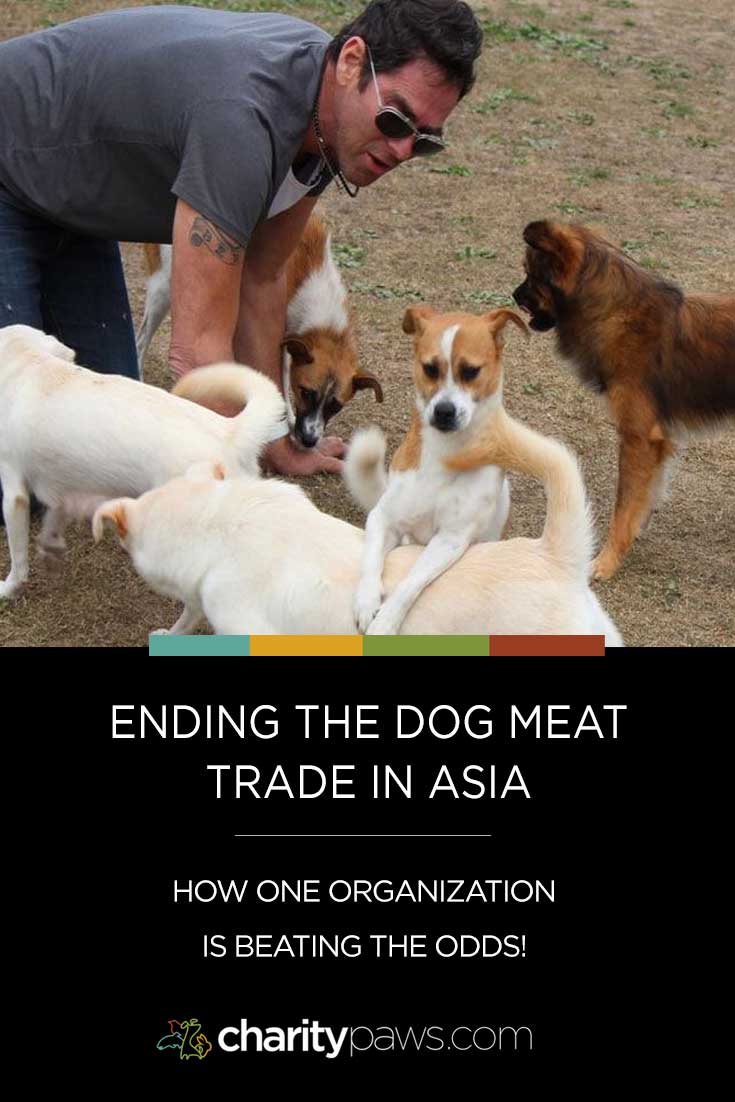See how one organization is beating the odds to make changes in the dog meat trade industry and see how you can help them!