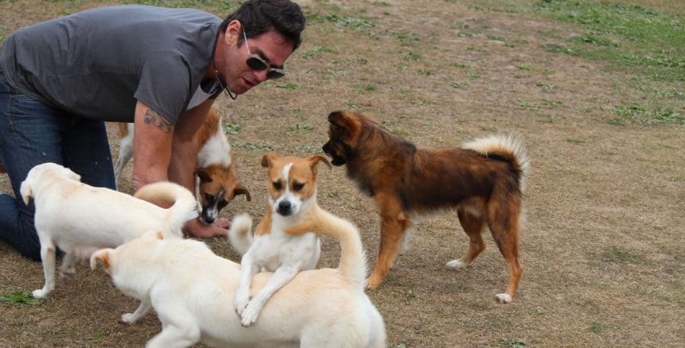 Jeffrey Beri Helping Dog Meat Trade Dogs