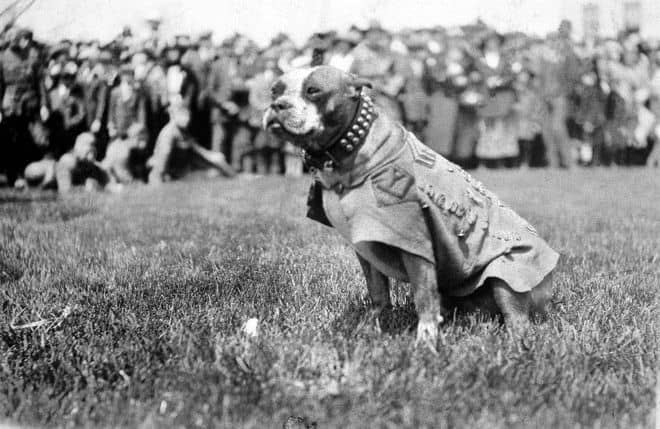 Sergeant Stubby Movie